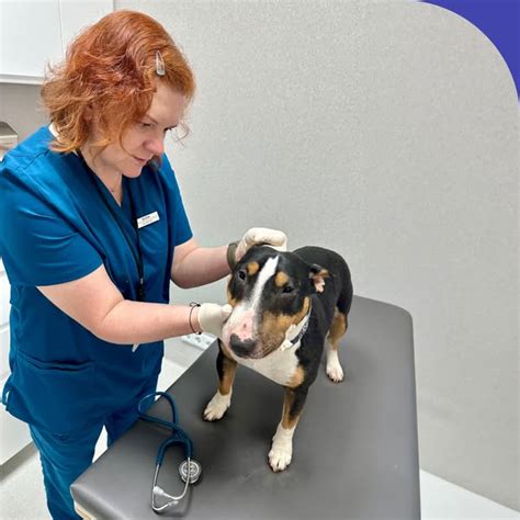 Veterinarinė apžiūra arkliui
