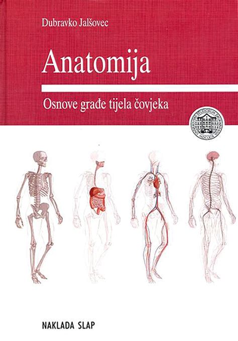 Tonzilių anatomija
