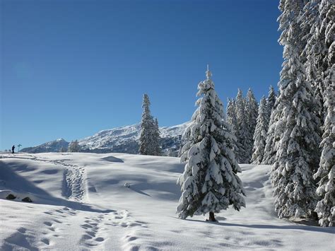 apsnigęs žiemos miškas