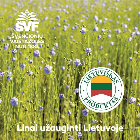 Vaistažolės vaisingumui