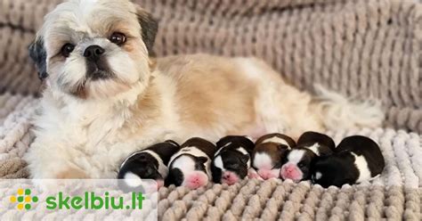 Laimingi šuniukai su mama