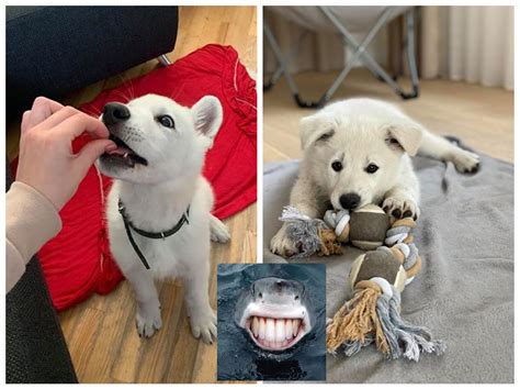 Šuniukų grupė socializacijos pamokoje