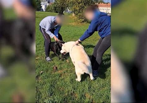 Šeimininkas dresuoja šuniuką su skanėstu