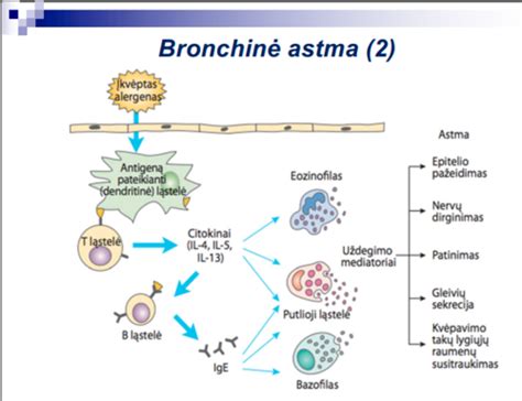 Bronchų astmos patogenezės schema