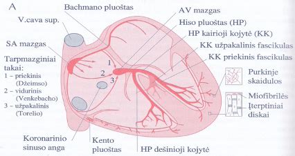 Katės širdies anatomijos schema