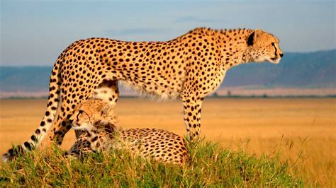 Afrikos savana su laukiniais gyvūnais