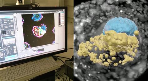 Spermatozoidų struktūra