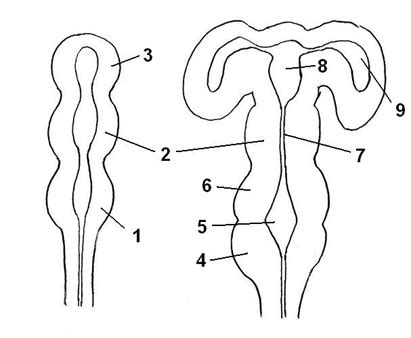 embriogenezės schema