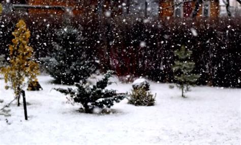 Sniego danga saugo augalus nuo iššalimo