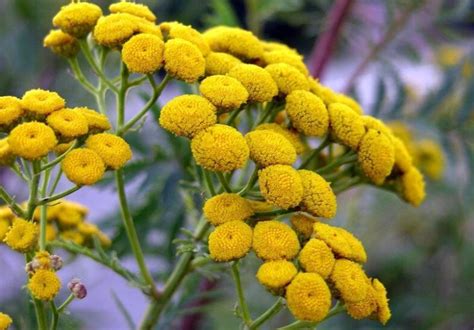 peletrūnas darže augantis krūmas