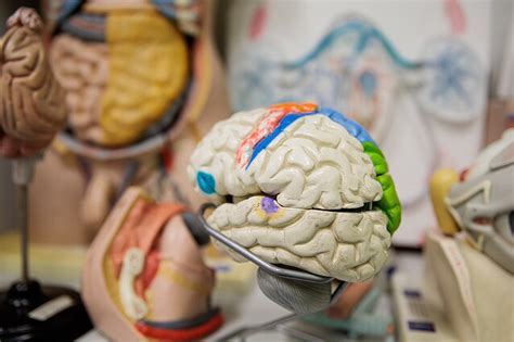 Smegenų ir stuburo anatominė schema, iliustruojanti Chiari malformaciją