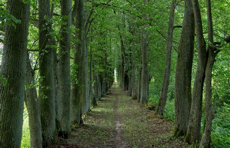 Maironio sodintų liepų alėja Krekenavoje