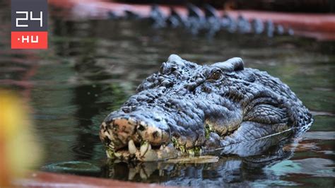 krokodilo galva su atvirais nasrimais