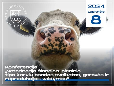 Karvių bandos ganykloje