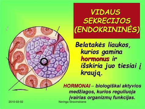 hipofizės ir lytinių liaukų hormonų sąveikos schema