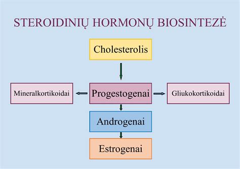 hormonų pusiausvyros schema vyro organizme