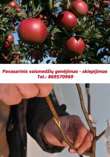 Vaismedžių ir uogakrūmių tręšimas