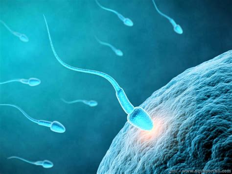 Spermatozoido sandara: galvutė, kaklas, uodegėlė