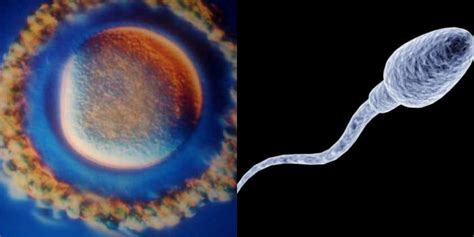 Spermatozoido prisijungimas prie kiaušialąstės