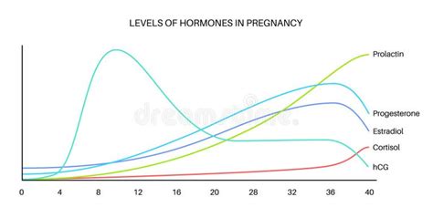 HCG lygio augimo diagrama ankstyvame nėštume