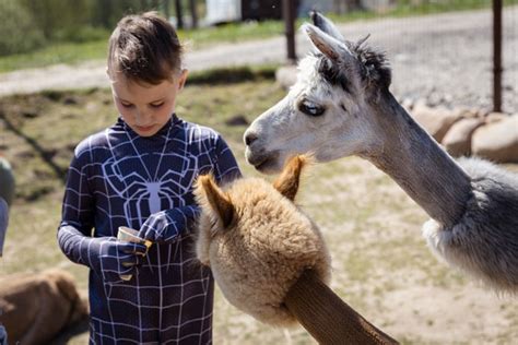 vaikai bendraujantys su alpakomis
