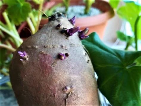 Batatai dygsta vandenyje ant palangės