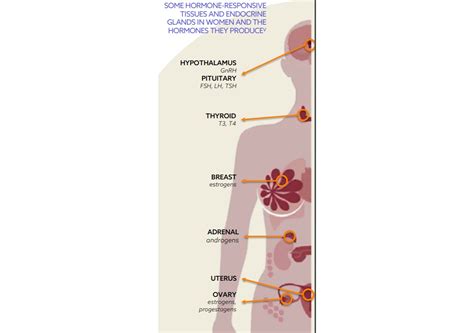 Schema, vaizduojanti hormonų poveikį vyro reprodukcinei sistemai