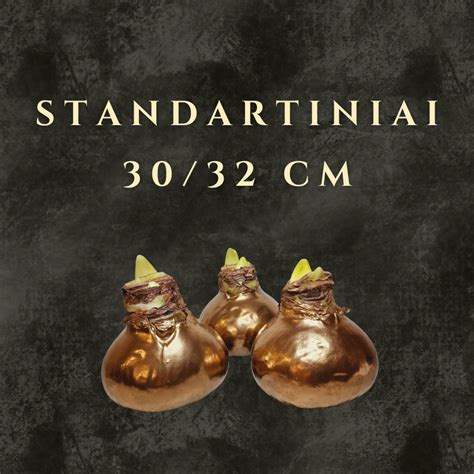 Čiubo standartinio dydžio kepurės dėvėjimo pavyzdys