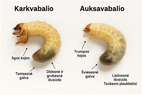 Auksavabalio lerva komposte, naudinga sodo ekosistemai