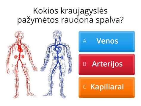 Kraujotakos sistema nėštumo metu
