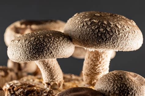 Shiitake grybai