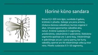 Spermatozoidų judėjimo kryptis