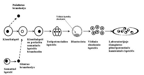 Monozigotinių ir dizigotinių dvynių susidarymo schema