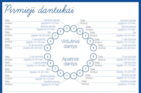 Kūdikio dantukų dygimo grafikas