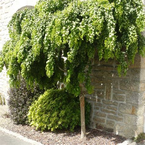Robinia pseudoacacia 'Twisty Baby' šakų struktūra