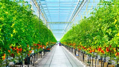 Современный поликарбонатный парник с выращиваемыми овощами