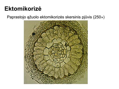 Filtro schematinis pjūvis