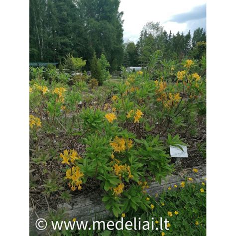 Saulėta vieta daržui