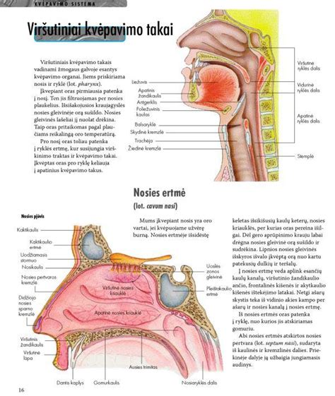 Nosies anatomija ir kraujagyslių tinklas