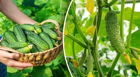 Dirvožemio nauda sėjomainos metu