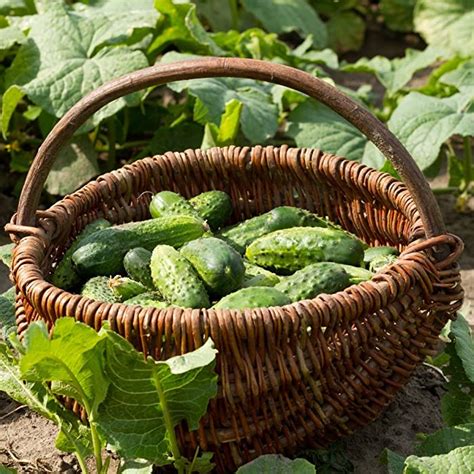 Sėjomainos planas mažame darže