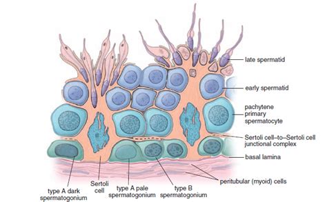 Sėklidės skerspjūvis ir spermatogenezė