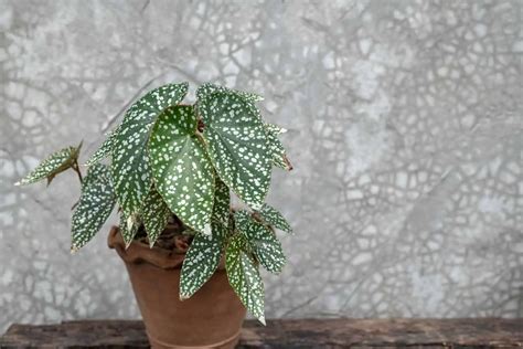 Skaičiuoklis gyvenimo kelio skaičiui apskaičiuoti