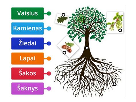 Augalo vegetatyvinės ir generatyvinės dalys