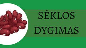 Pupelės dygimas stiklinėje