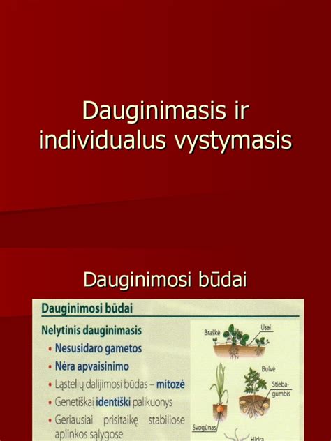 Dilgėlinės atsiradimas ir vystymasis