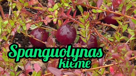 Spanguolynas pavasarį