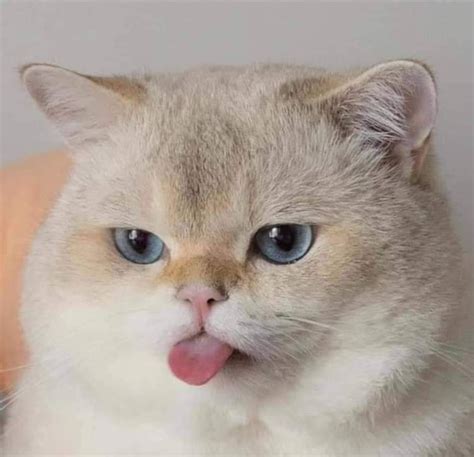 Nuotrauka, vaizduojanti moterį, kurią rytais pykina, su ranka prie burnos