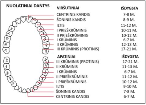 Kūdikio dantų dygimo grafikas ir priežiūros priemonės