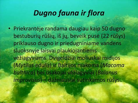 „Krudžių“ filmo scenos su įspūdinga fauna ir flora